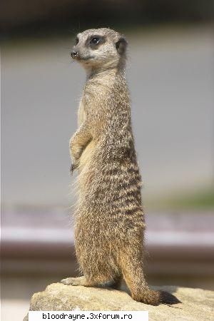 uita-ti aici o mangusta pe doua picioare. animale